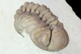 Two Nice Paciphacops Trilobites - Oklahoma #104101-3